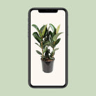 Ficus Elastica Robusta - Ø27cm - ↕85cm by MEERgroothandel Planten