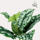 Artificial plant - Scindapsus Pictus - Lucky plant - 30 cm by Green boutiQ