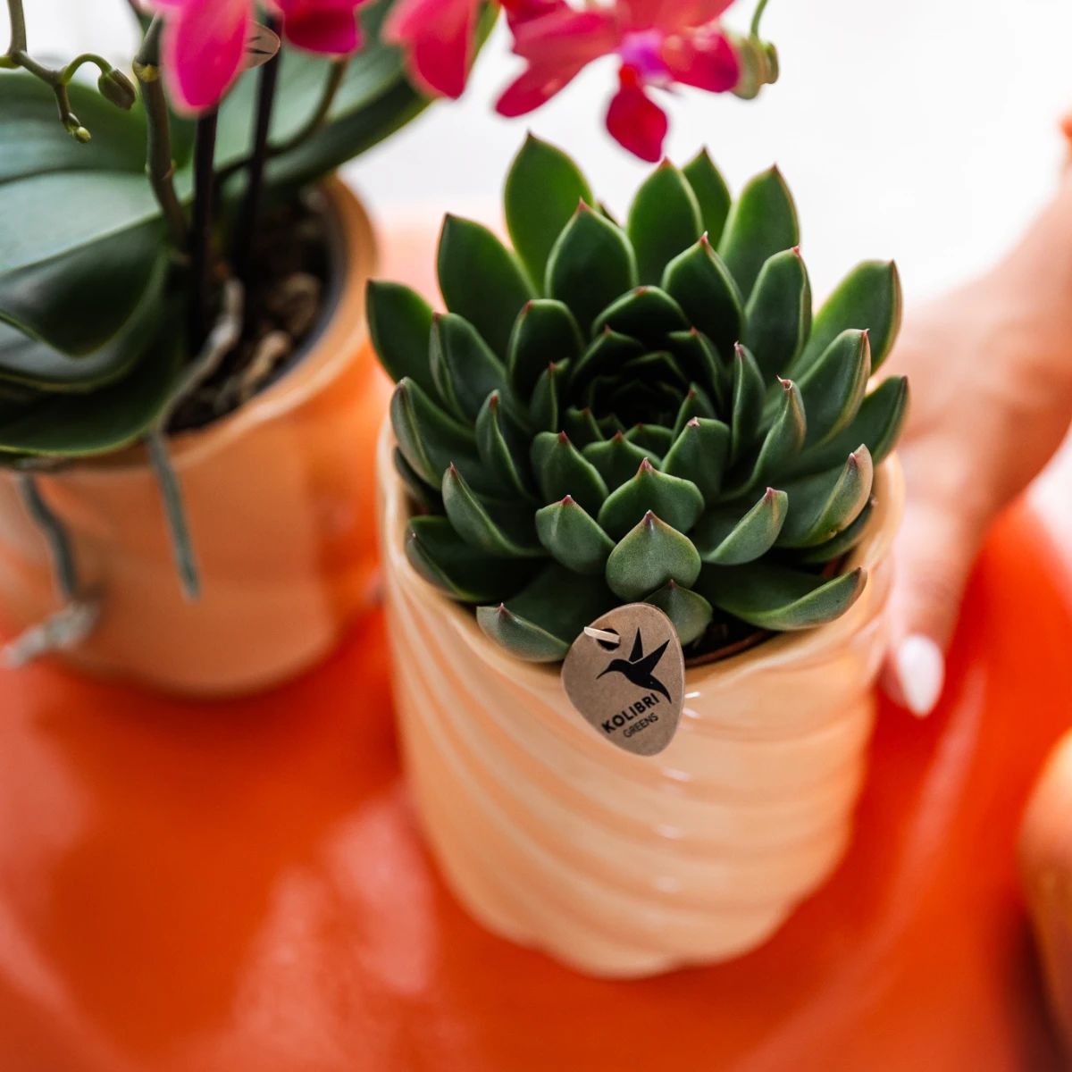 Kolibri Greens | Green Plant - Succulent Echeveria Miranda | green houseplant - fresh from the grower - Ø9cm by Kolibri Company