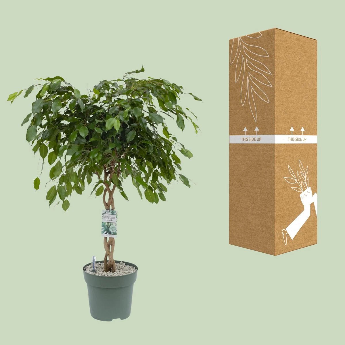 Ficus Adora / Exotica [P27-H120] von MEERgroothandel Planten
