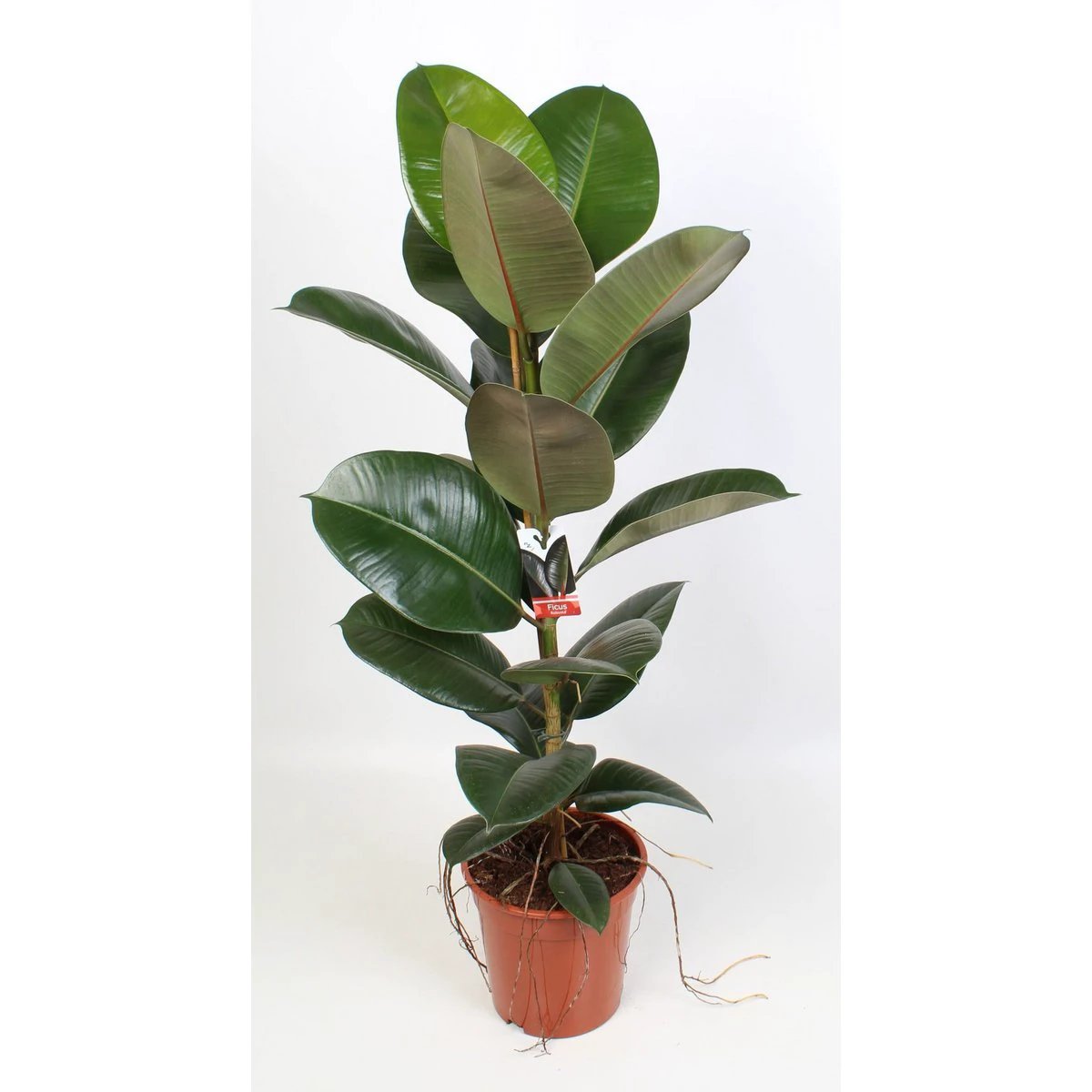Ficus Elastike Robasta ౨౧ CM | [Prof. ౯౫] von MEERgroothandel Planten