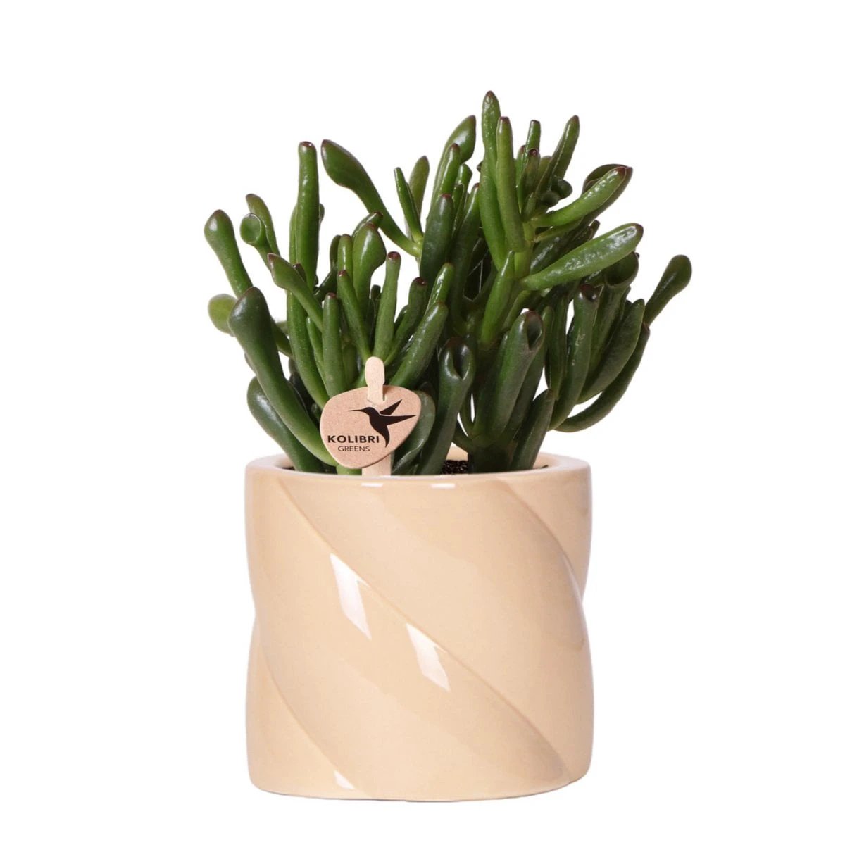 Kolibri Greens | Succulent Crassula Hobbit + Candy Pot Peach - Pot size Ø9cm | Flowering houseplant - Fresh from the grower by Kolibri Company