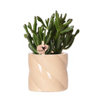 Kolibri Greens | Succulent Crassula Hobbit + Candy Pot Peach - Pot size Ø9cm | Flowering houseplant - Fresh from the grower by Kolibri Company