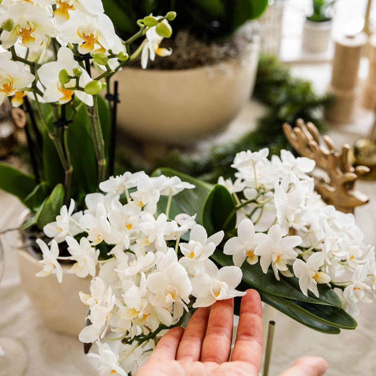 Hummingbird Company | Set of plants + decorative pots for table decoration dinner - pot size Ø9cm & Ø6cm | flowering houseplants - fresh from the grower by Kolibri Company