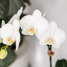 Hummingbird Orchids | Plant set Fish Turquoise | Set with white Phalaenopsis orchid Amabilis Ø9cm and green plant Succulent Crassula Hobbit Ø6cm | incl. turquoise ceramic decorative pots by Kolibri Company
