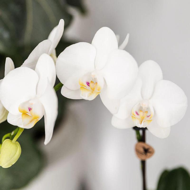 Hummingbird Orchids | Plant set Fish Turquoise | Set with white Phalaenopsis orchid Amabilis Ø9cm and green plant Succulent Crassula Hobbit Ø6cm | incl. turquoise ceramic decorative pots by Kolibri Company