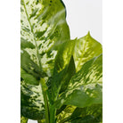 Artificial plant Dieffenbachia Green by Mica Decorations