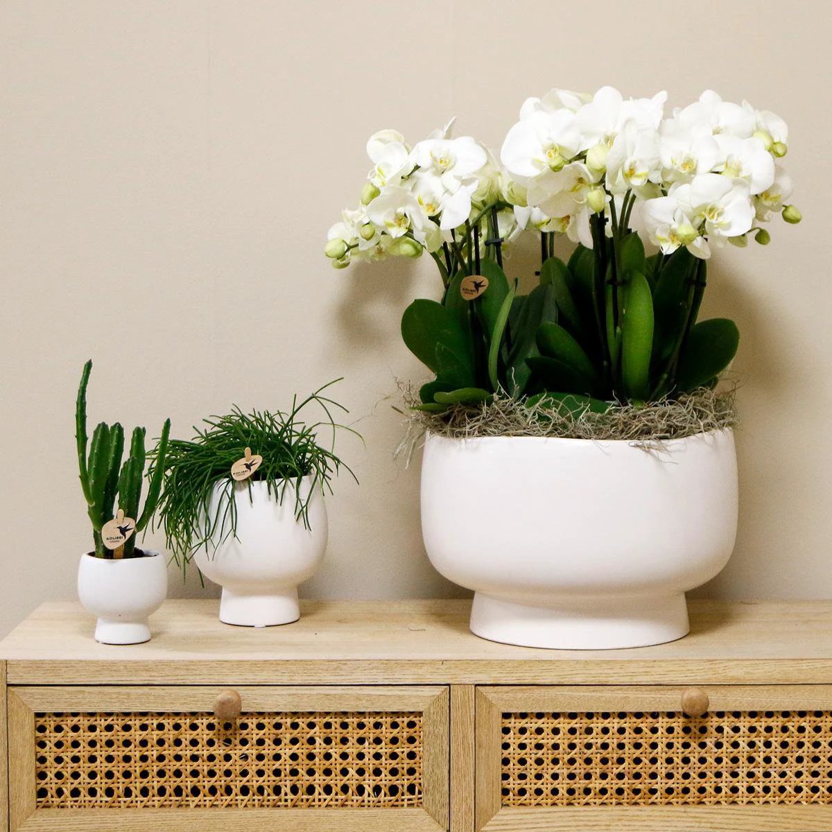 Colibr Orchids | white orchids set in Scandic dish incl. water reservoir | three white orchids Ghent 12cm | Mono Buquet white with self-supporting water reservoir by Kolibri Company