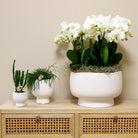 Colibr Orchids | white orchids set in Scandic dish incl. water reservoir | three white orchids Ghent 12cm | Mono Buquet white with self-supporting water reservoir by Kolibri Company