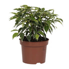 Ficus benjamina Kinky | [P12-H20] von MEERgroothandel Planten