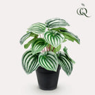 Kunstpflanze - Peperomia Argyreia - Wassermelone -25 cm von Green boutiQ