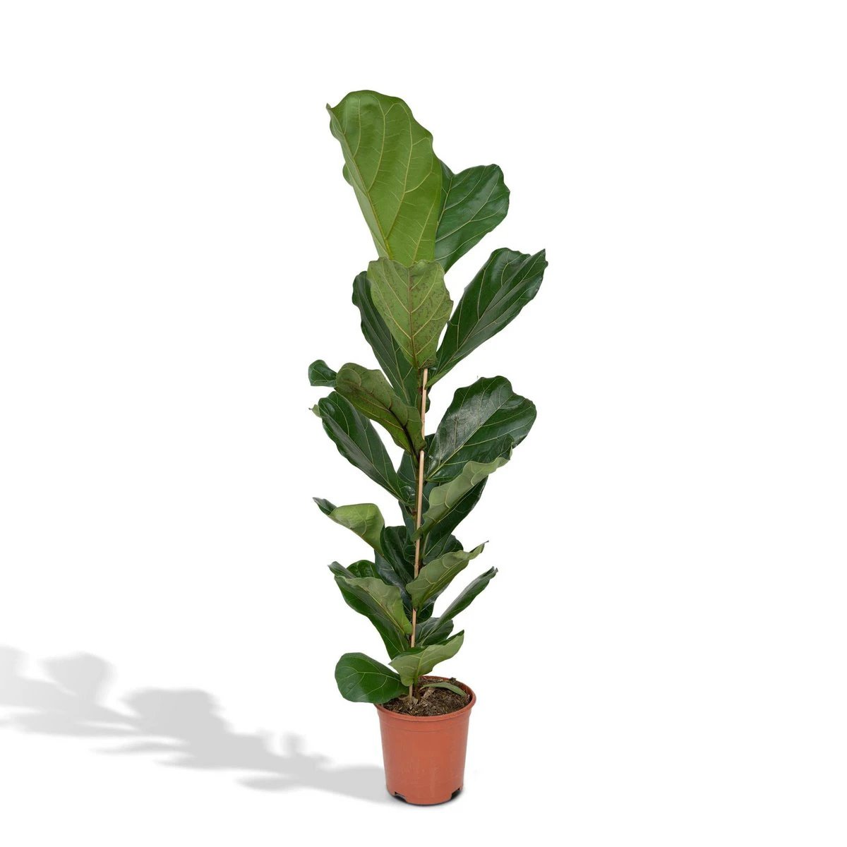 Ficus Lyrata - Rubber plant - Ø21cm - ↕100cm by MEERgroothandel Planten