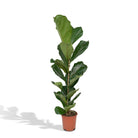 Ficus Lyrata - Rubber plant - Ø21cm - ↕100cm by MEERgroothandel Planten