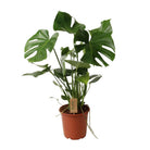 Monstera Deliciosa P21 - Ø21cm - ↕60cm by MEERgroothandel Planten