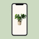 Monstera In Basket Palmleaf - Ø21cm - ↕60cm by MEERgroothandel Planten