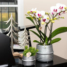 Colibr Orchids | white Phalaenopis orchid pot measure Ø9cm | Gibraltar | -driving room plant - freshly from the grower by Kolibri Company