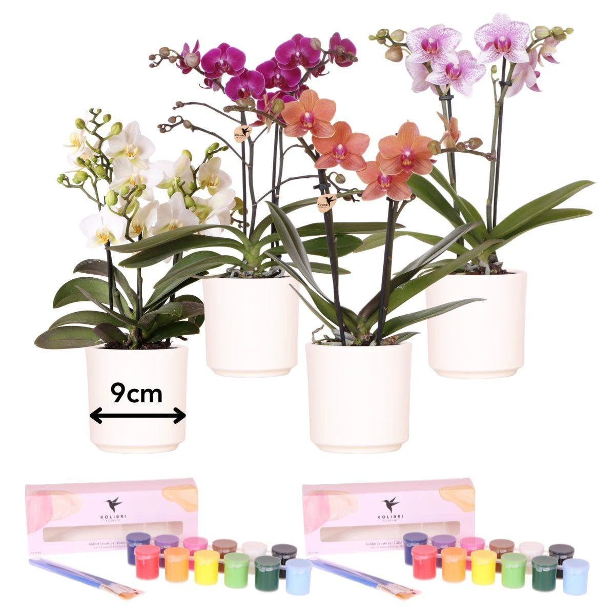 Kolibri Creatives | Paint package for painting 4 flower pots + orchids | for 4 persons | Novice artist by Kolibri Company