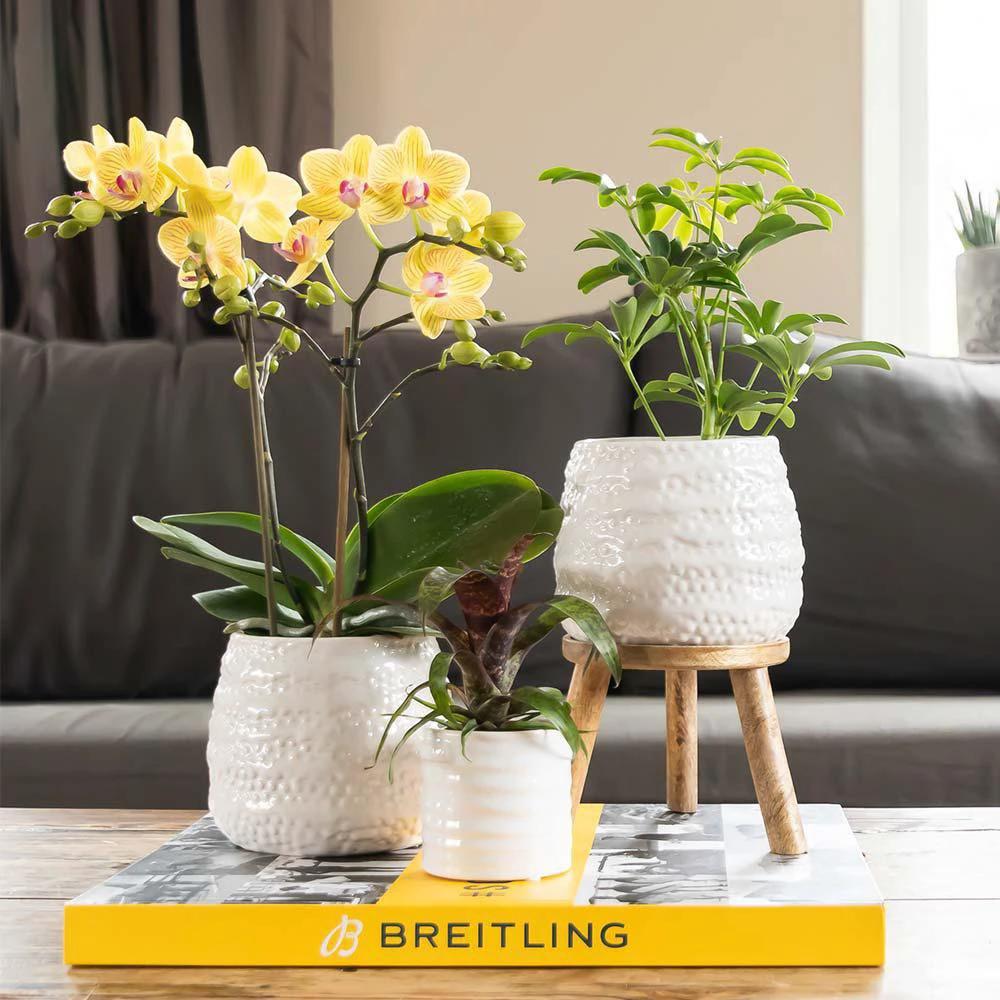 Hummingbird Home | Jug flower pot - White ceramic decorative pot Ø9cm by Kolibri Company