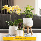 Hummingbird Home | Jug flower pot - White ceramic decorative pot Ø9cm by Kolibri Company
