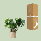 Monstera In Basket Palmleaf - Ø21cm - ↕60cm by MEERgroothandel Planten
