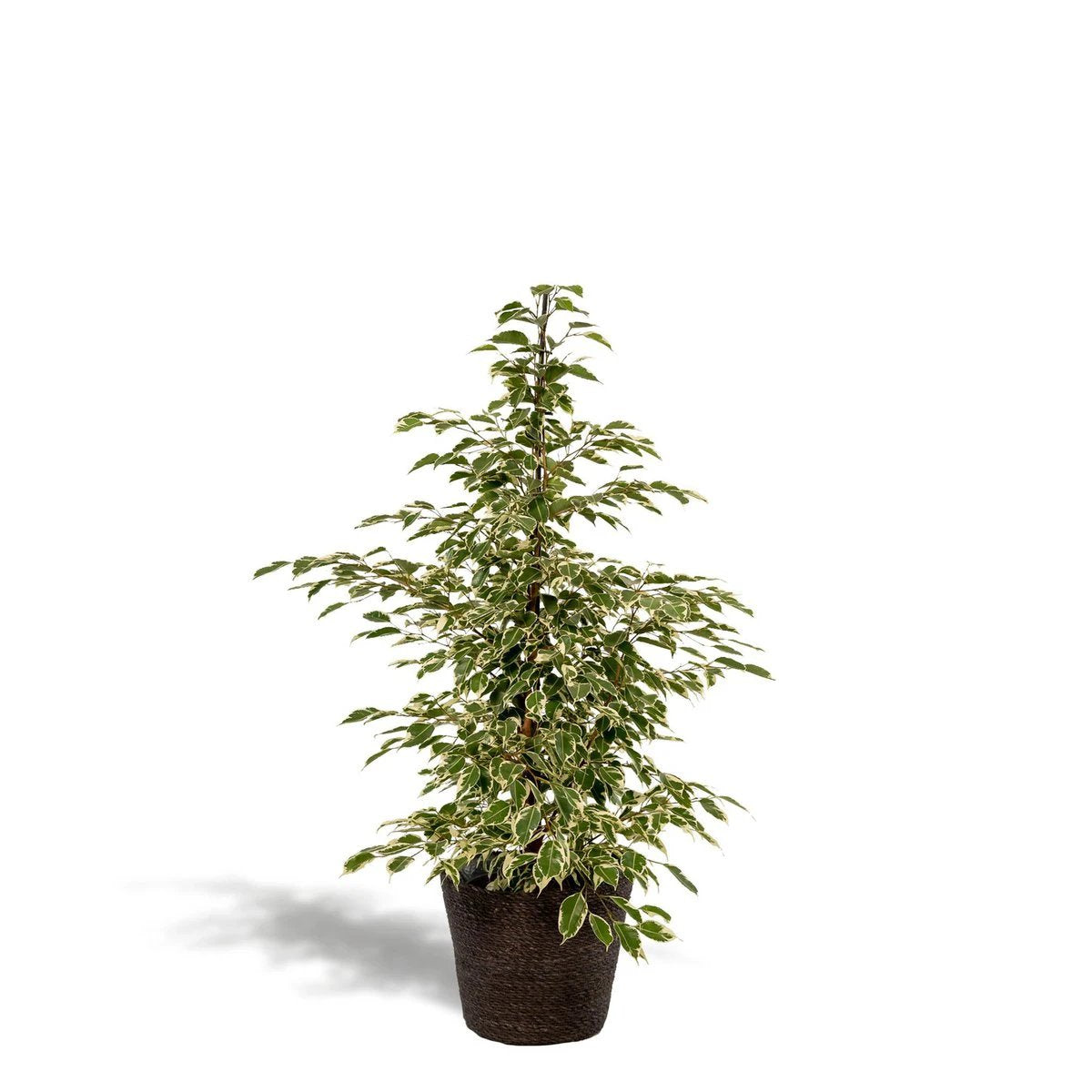 Ficus benjamina Twilight - ↨95cm - Ø21cm + Korb Igmar von MEERgroothandel Planten