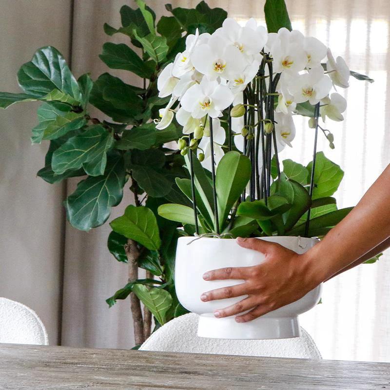 Hummingbird Orchids | white plant set in Scandic dish incl. water reservoir | three white orchids and three green plants | Field Bouquet white with self-sufficient water reservoir. by Kolibri Company