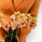 Hummingbird Orchids | orange Phalaenopsis orchid - Jamaica + Painted Stripe pot orange - pot size Ø9cm | flowering houseplant - fresh from the grower by Kolibri Company