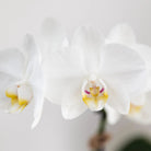Kolibri Orchids | Gift set Untamed Nature small | Groene plant met witte Phalaenopsis orchidee Amabilis in Jaguar sierpotten op bamboe dienblad by Kolibri Company