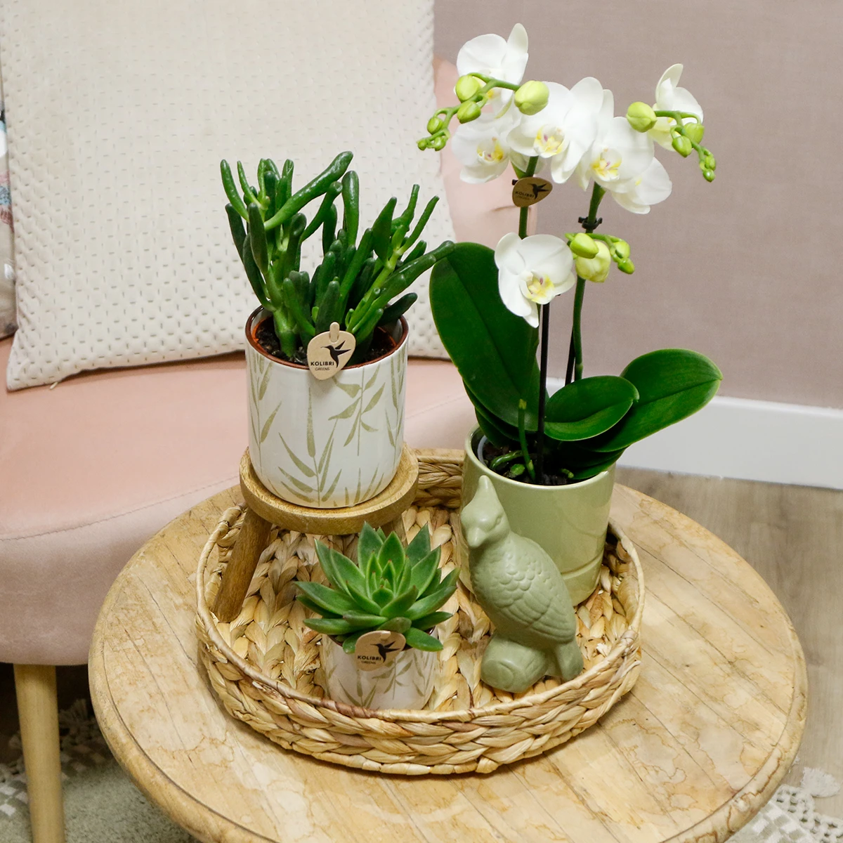 Kolibri Company | Geschenkset Liebe weiß | Pflanzenset mit weißer Phalaenopsis-Orchidee und Sukkulenten inkl. keramischer Dekotöpfe von Kolibri Company