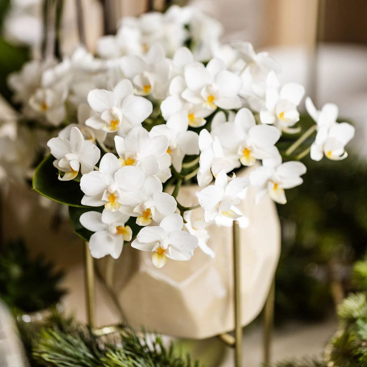 Kolibri Orchids | Witte phalaenopsis orchidee - Nazaré - potmaat Ø9cm | bloeiende kamerplant - vers van de kweker by Kolibri Company