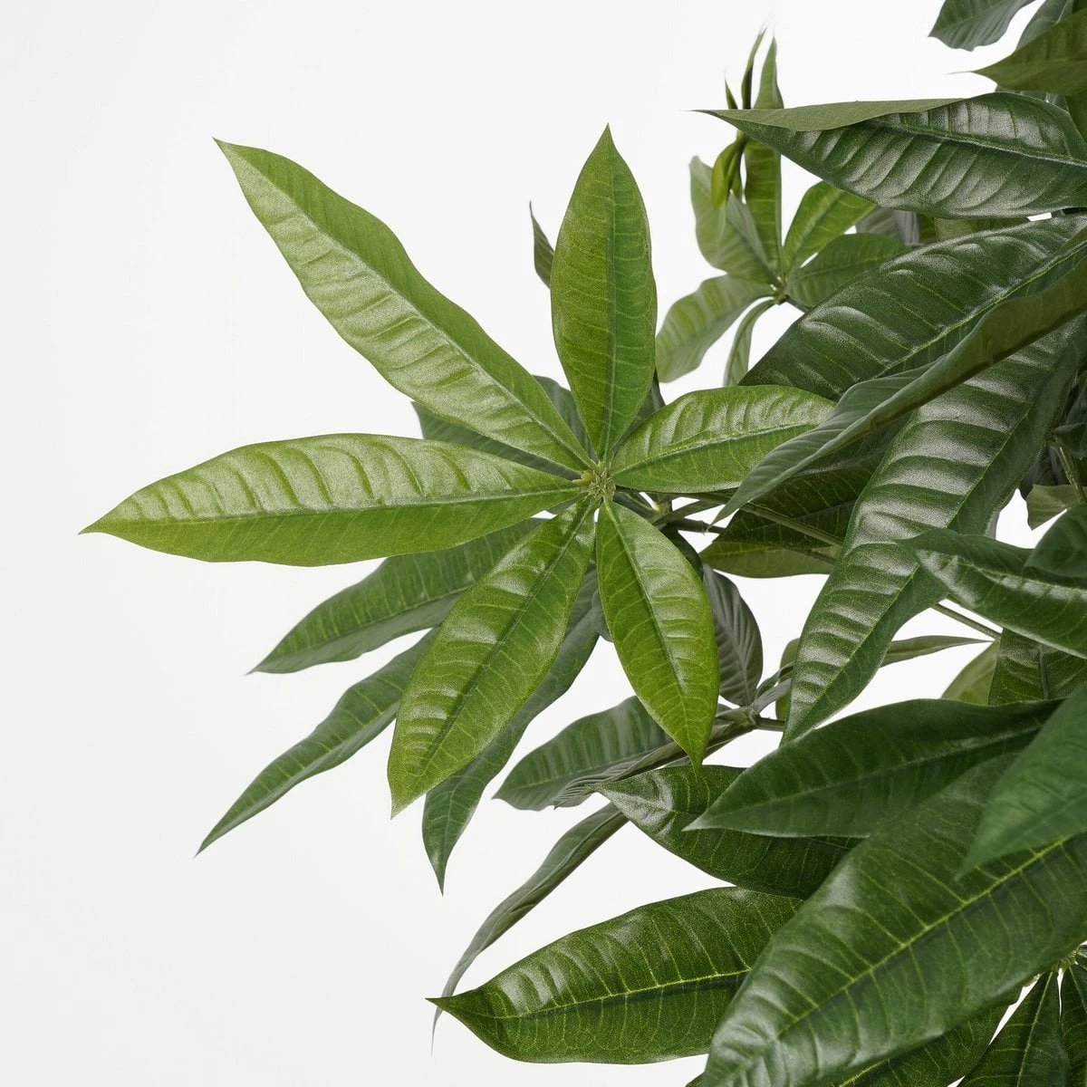 Artificial plant Pachira Green by Mica Decorations