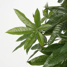 Artificial plant Pachira Green by Mica Decorations