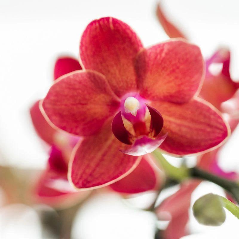 Colibr Orchids | Red Phalaenopsis orchid – Congo + Gummy pot trattine – pot measure Ø9cm | blooming room plant in flower pot - fresh from the grower by Kolibri Company