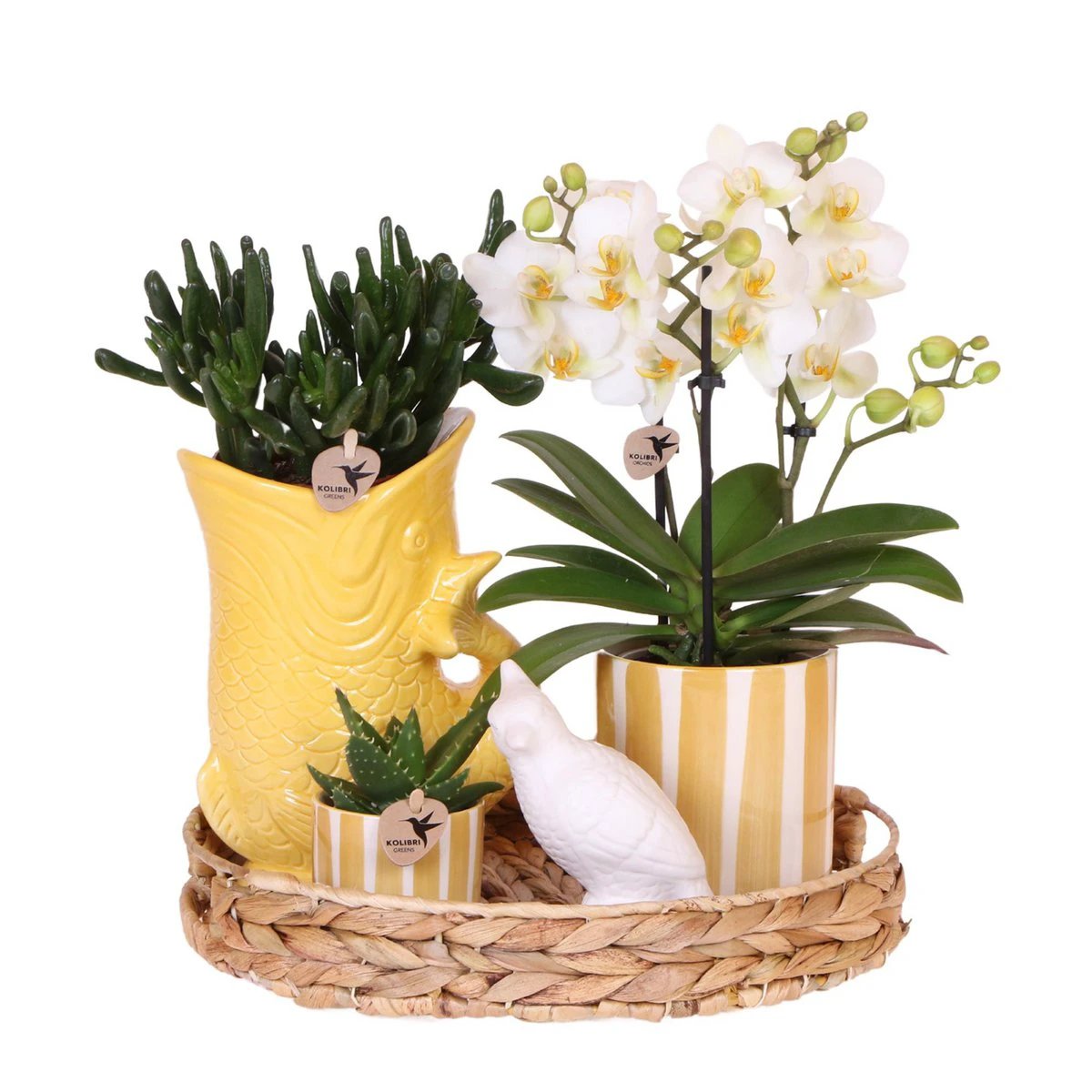 Hummingbird Company | Gift set Mediterranean Sunset | Plant set with white Phalaenopsis Orchid Lausanne and Succulents incl. ceramic decorative pots by Kolibri Company