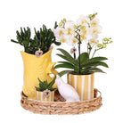 Hummingbird Company | Gift set Mediterranean Sunset | Plant set with white Phalaenopsis Orchid Lausanne and Succulents incl. ceramic decorative pots by Kolibri Company