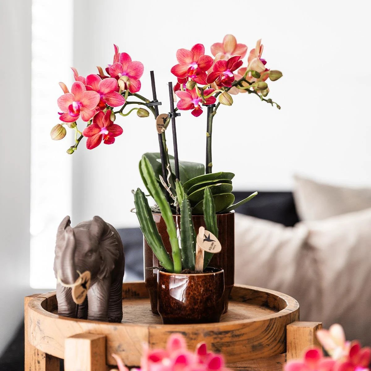 Kolibri Greens | Green Plant - Stapelia - Green houseplant - Fresh of the grower - Ø6cm by Kolibri Company