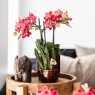 Kolibri Greens | Green Plant - Stapelia - Green houseplant - Fresh of the grower - Ø6cm by Kolibri Company