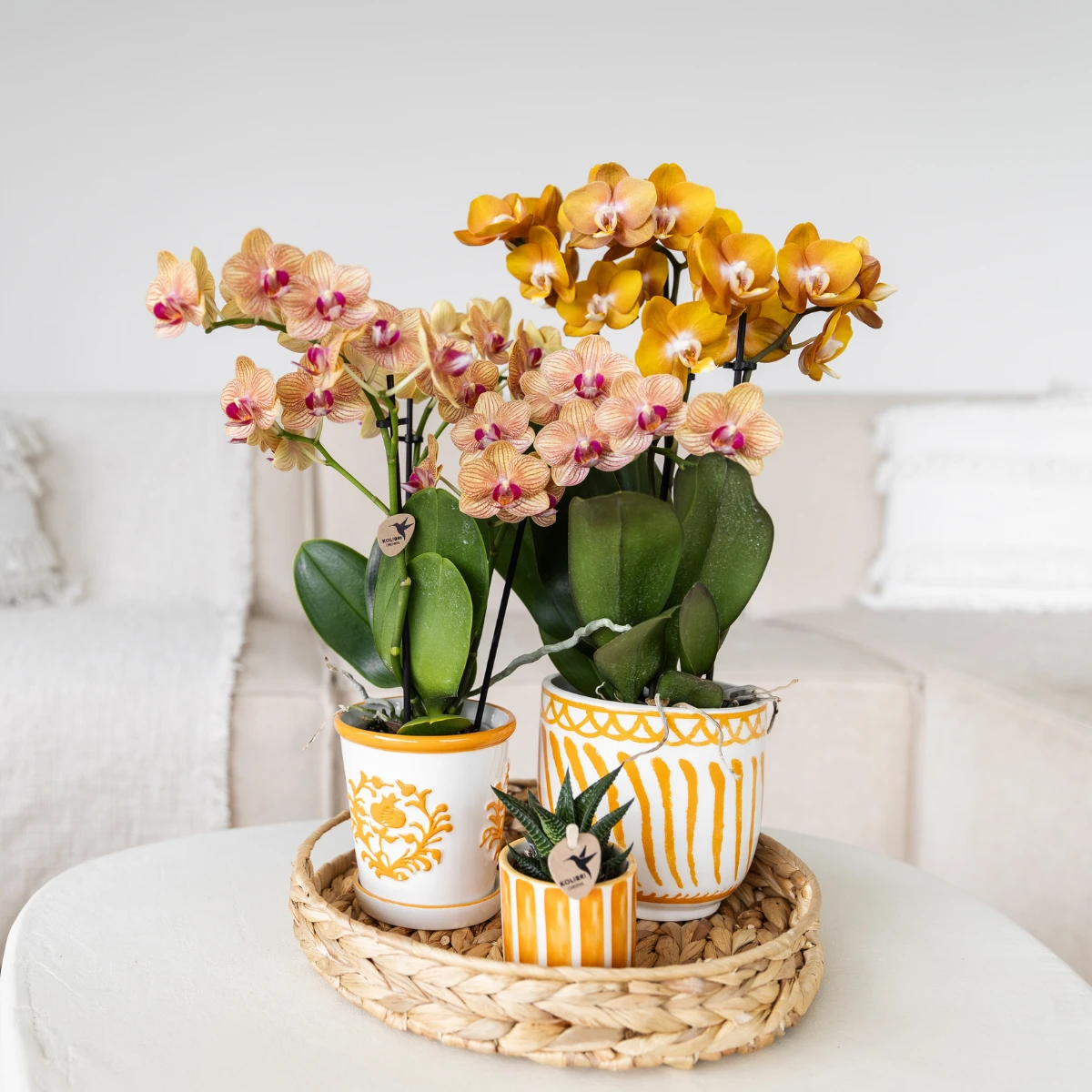 Kolibri Orchids | oranje orchidee Jamaica + Malaga sierpot oranje - potmaat Ø9cm | bloeiende kamerplant - vers van de kweker by Kolibri Company