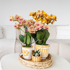 Kolibri Orchids | oranje orchidee Jamaica + Malaga sierpot oranje - potmaat Ø9cm | bloeiende kamerplant - vers van de kweker by Kolibri Company