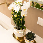 Kolibri Company – Set aus weißer Orchidee und Sukkulente auf goldenem Tablett von Kolibri Company