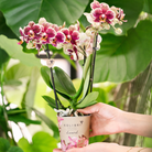 Hummingbird Orchids | KOMBI-ANGEBOT mit 4 gelb-roten Phalaenopsis-Orchideen – Spanien – Topfgröße Ø9cm | blühende Zimmerpflanze – frisch vom Züchter von Kolibri Company