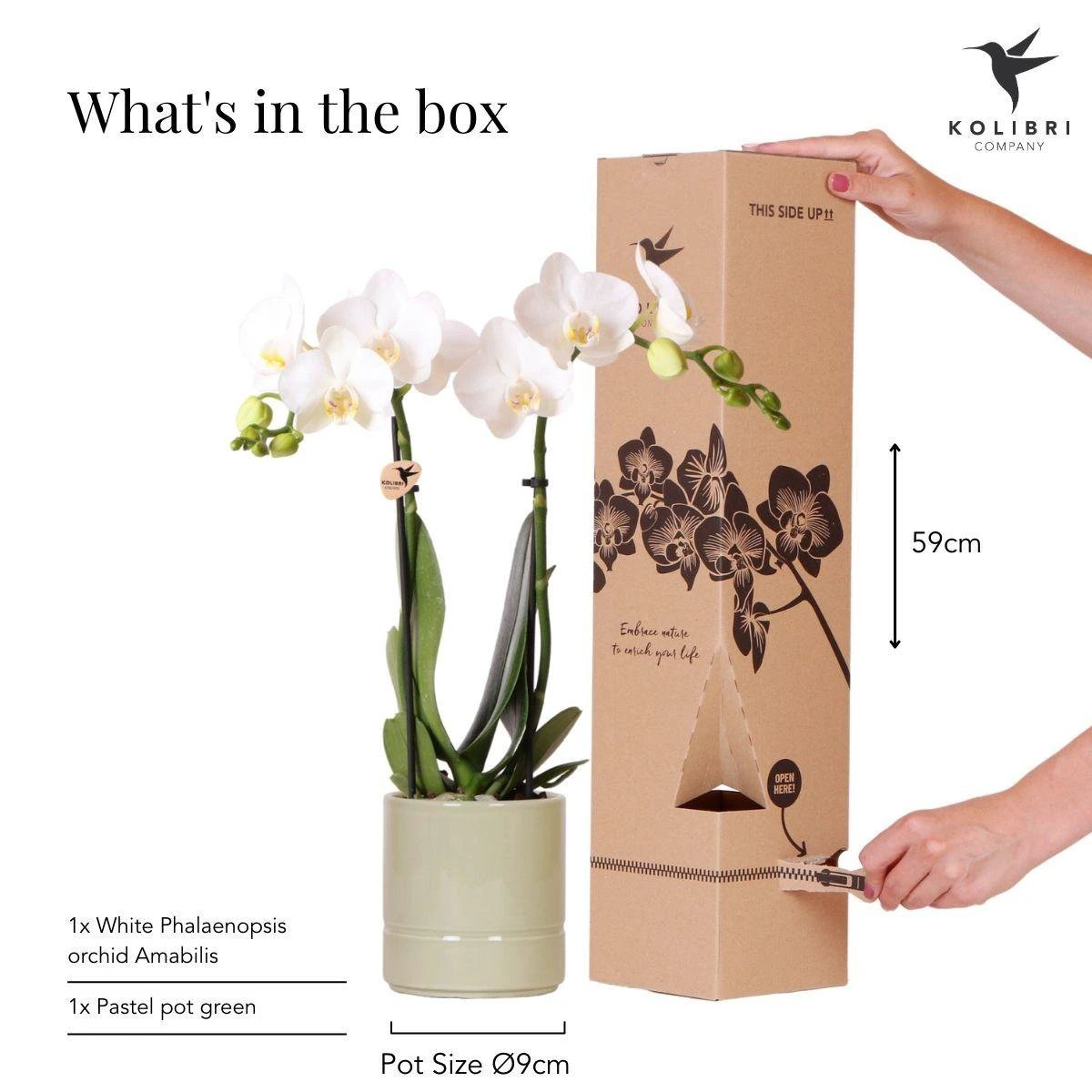 Kolibri-Orchideen | weiße Phalaenopsis-Orchidee – Amabilis + Pastelltopf grün – Topfgröße Ø9cm | blühende Zimmerpflanze – frisch vom Züchter von Kolibri Company