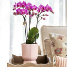 Kolibri Company Kolibri Company | Kolibri Company Kolibri Company - Rosa-violette Phalaenopsis-Orchidee - El Salvador + Diabolo Pink - Topfgröße Ø9cm | blühende Zimmerpflanze - frisch vom Züchter von Kolibri Company