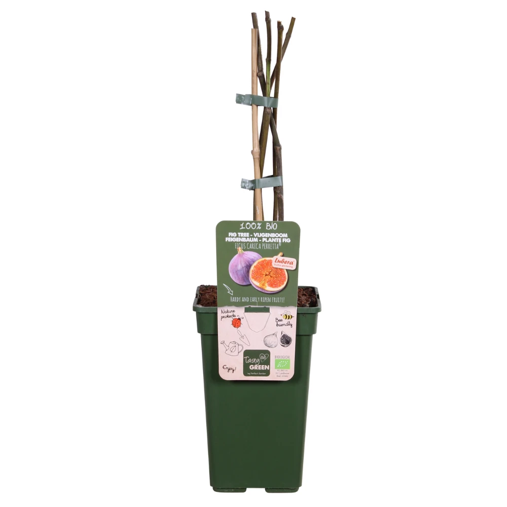 Ficus GustissimoÂ® PerrettaÂ® - ↕50 cm - Ø19 von MEERgroothandel Planten