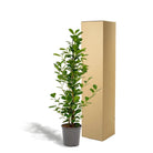 Ficus microcarpa Moclame - Ø21cm - ↕95cm by MEERgroothandel Planten
