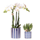 Kolibri Orchids | Set van witte Phalaenopsis orchidee Amabilis en Succulent Crassula Hobbit in Painted Stripe pot blauw - potmaat Ø9cm + Ø6cm | bloeiende kamerplant - vers van de kweker by Kolibri Company
