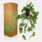 Art plant - Philodendron - Climbing tree lover - 80 cm by Green boutiQ
