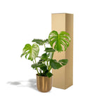 Monstera Deliciosa - ↨80 cm - Ø21 cm + Topf Mayk Gold von MEERgroothandel Planten