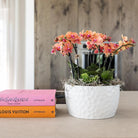 Hummingbird Orchids | orange plant set in Honey dish incl. water reservoir | three orange orchids Bolzano 9cm and three green plants | Jungle Bouquet orange with self-sufficient water reservoir by Kolibri Company