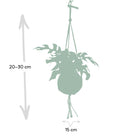 Kokodama Monstera Minima Hang - Hole Plant - Ø15cm - ↕25cm by MEERgroothandel Planten
